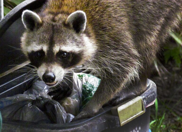 Clean Up Your Neighborhood and Save the Animals!