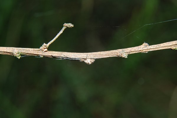 Animal Camouflage 3