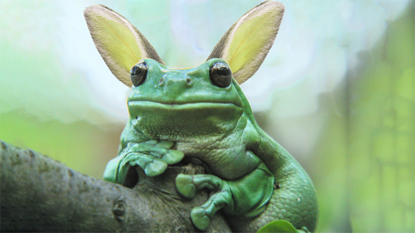 Mongolian rabbit frog