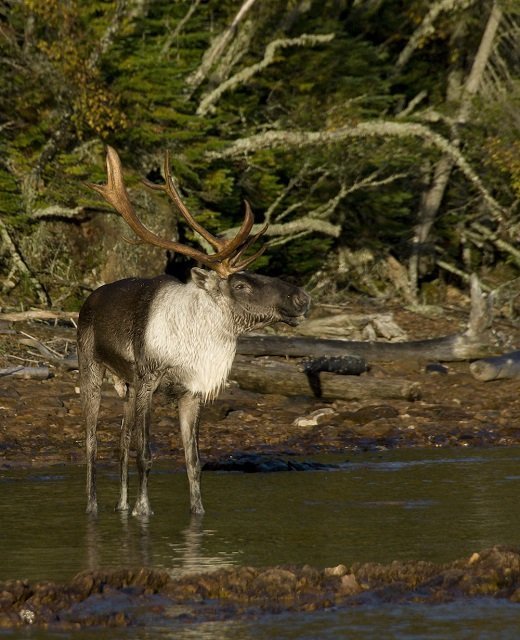 Thiessen_Caribou