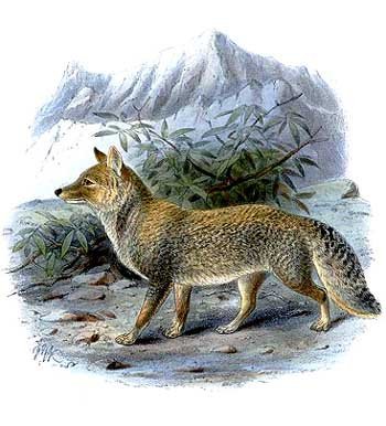 Tibet_Fox
