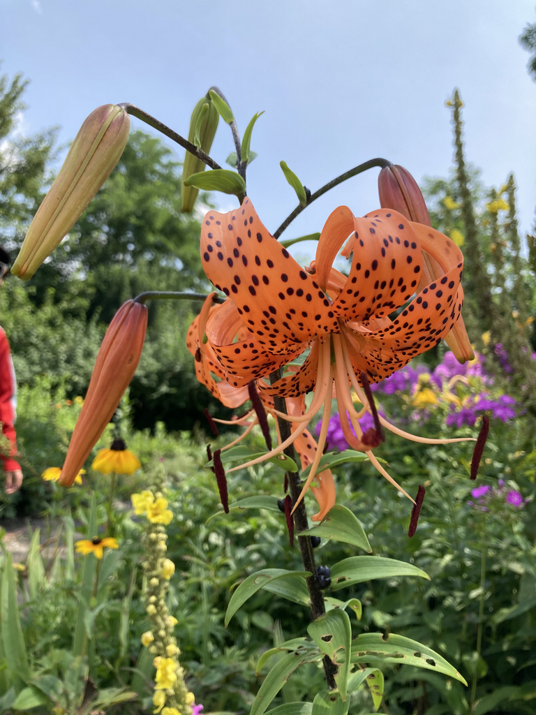 Summer BioBlitz