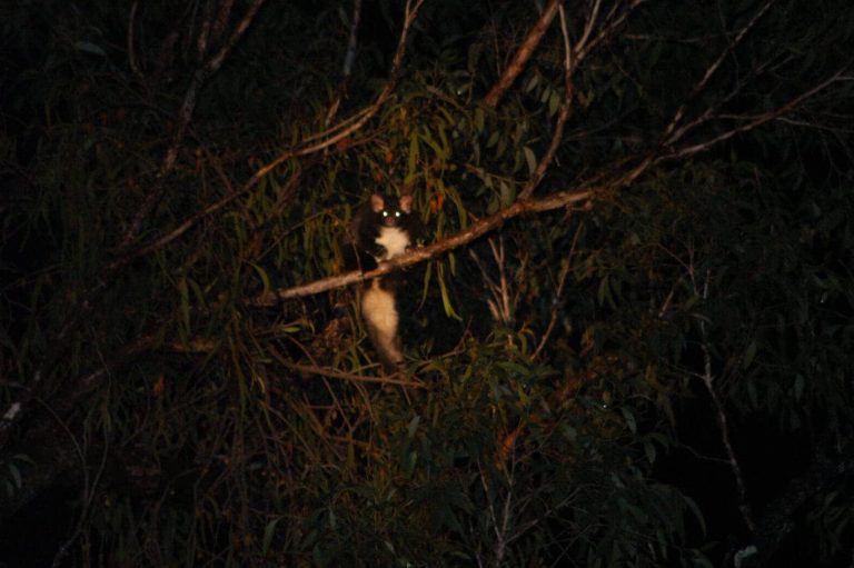 Top 10 Animals That Live in Trees! - Earth Rangers
