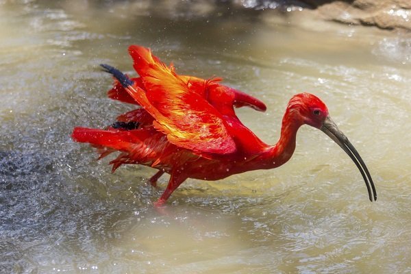 Scarlet Ibis 