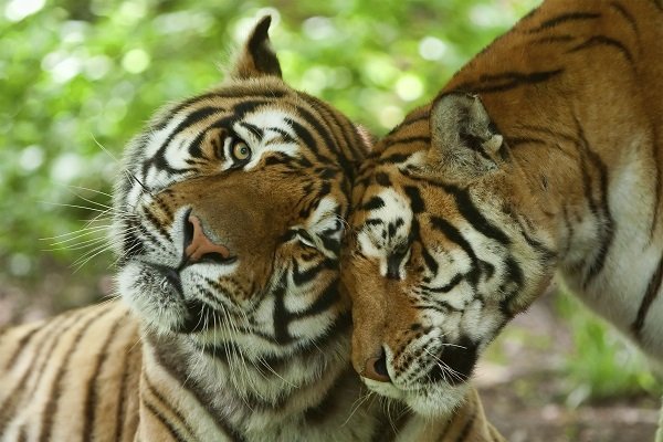 male and female tiger in a romantic pose , in their natural habitat