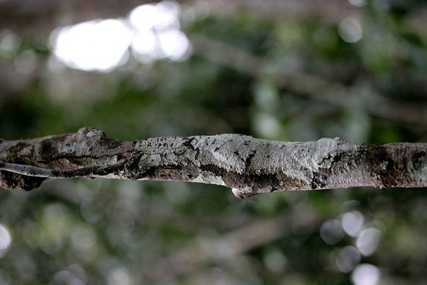 Animal Camouflage 5