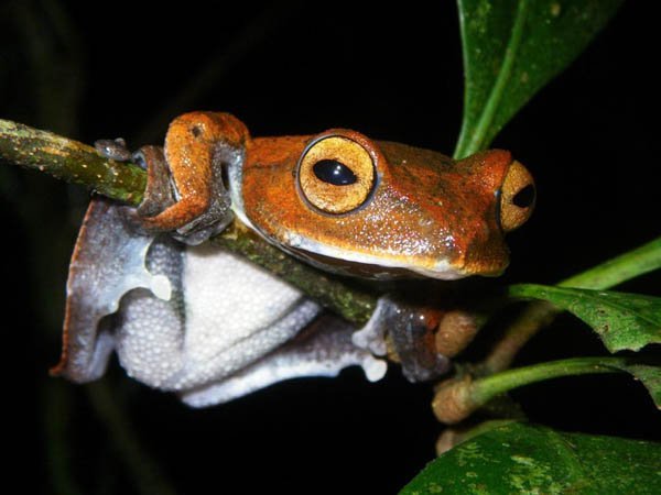 Flying vampire frog