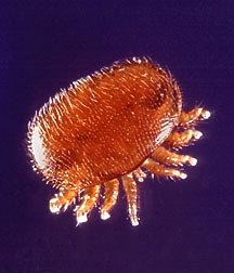 Varroa_Mite