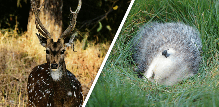 Would you Rather #94