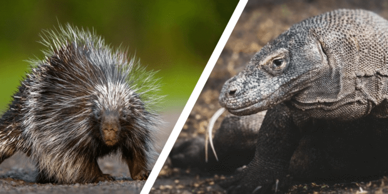 Would you Rather #96