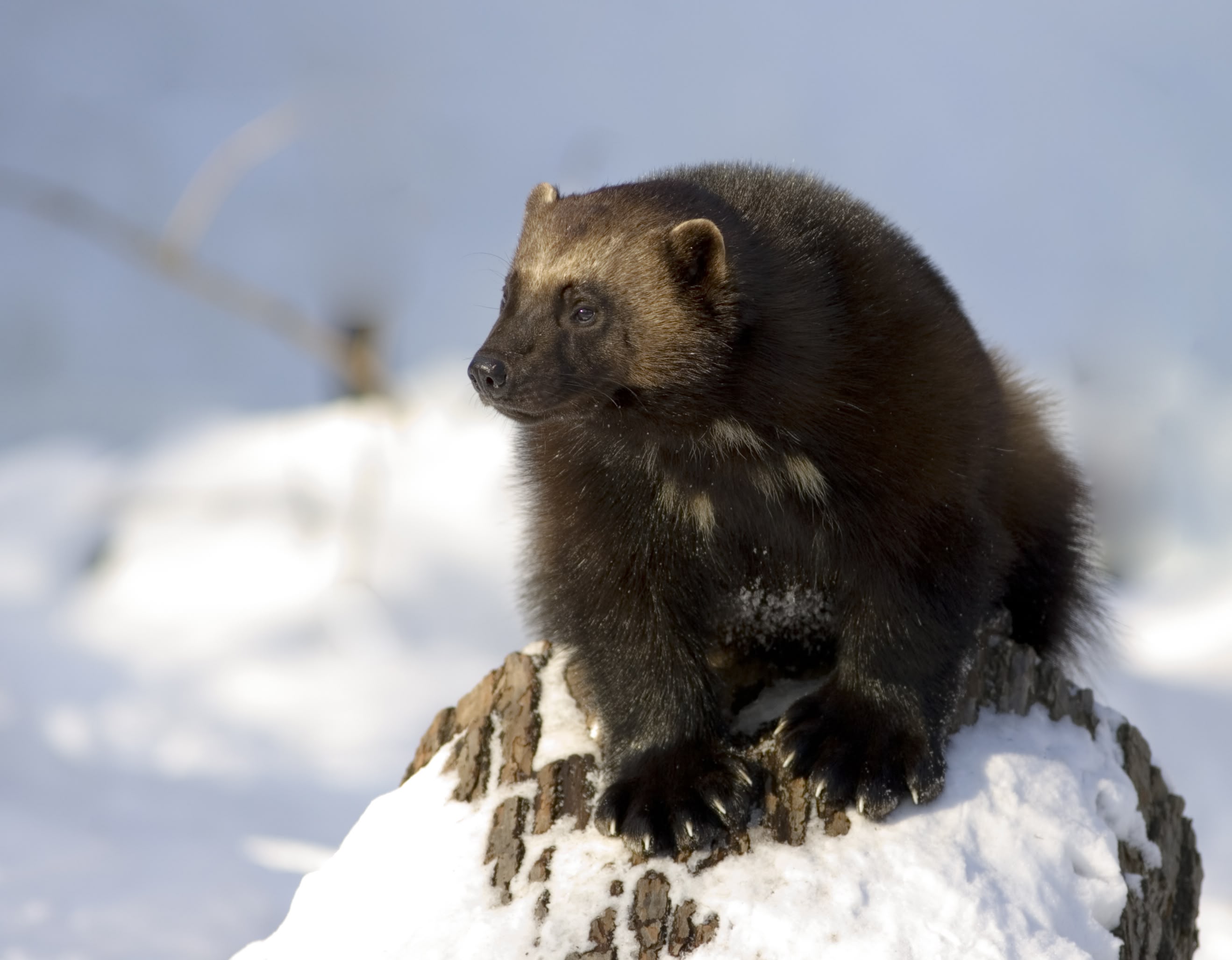 Wolverlines Protecting Wolverines in Western Canada - Earth Rangers