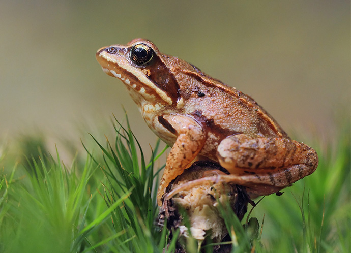It’s Wood Frog Week!