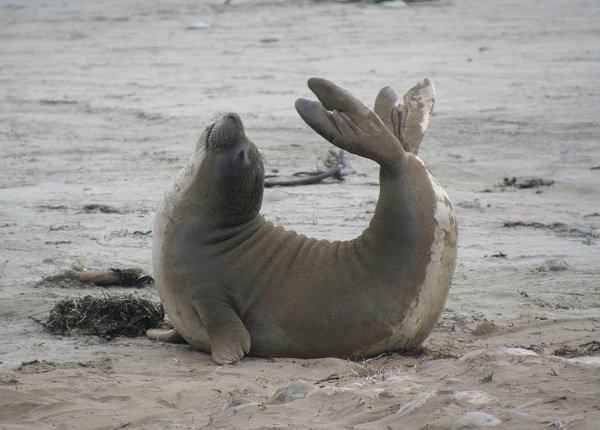 seal stretching