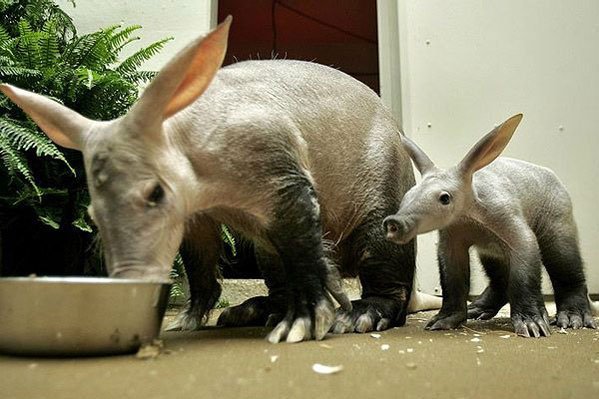 aardvark mom and baby