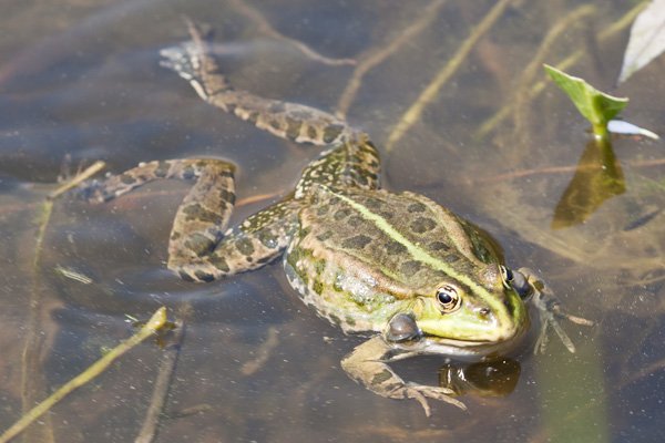 Adult frog