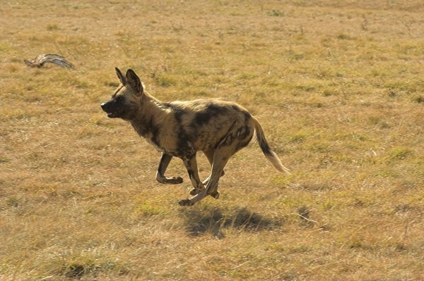 African Wild Dog