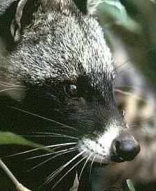 African civet