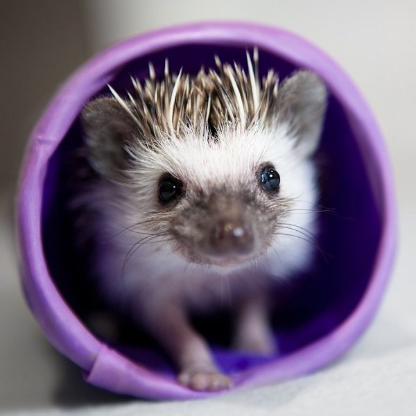 african_pygmy hedgehog adam foster