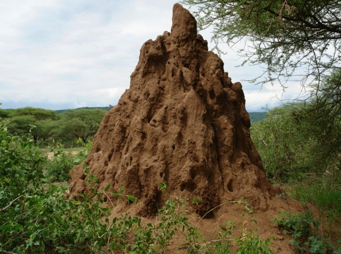 african termite mound