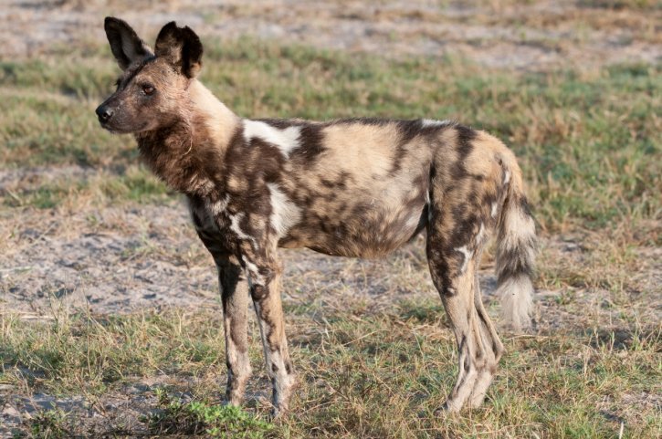 african wild dog