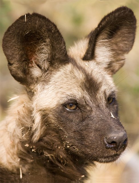 african wild dog