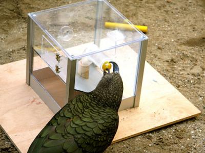 parrot_using_tool_photo_credit_alice_auersperg parrot using tool