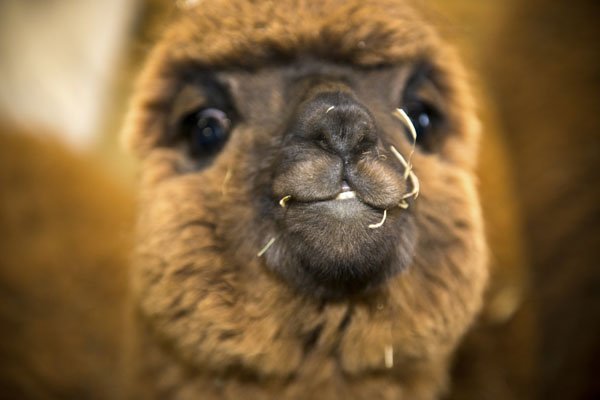 Alpaca smile