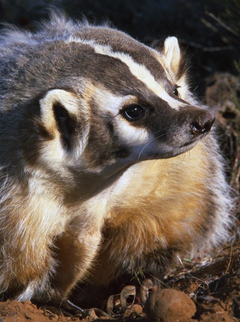 American badger