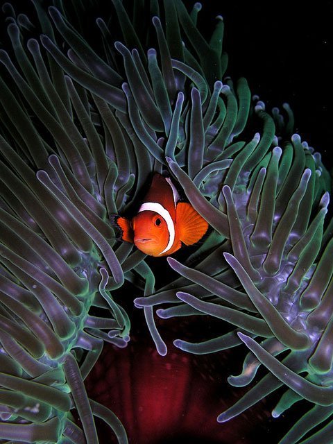 amphiprion_ocellaris_in_heteractis_magnifica_nick_hobgood amphiprion ocellaris, heteractis magnifica, ocellaris clownfish