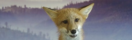 What Animal Ambassador Are You?