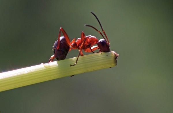 ant