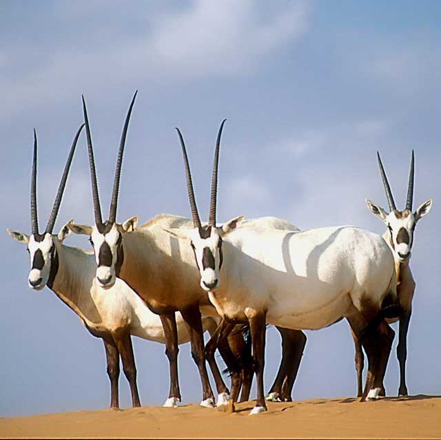 arabian oryx