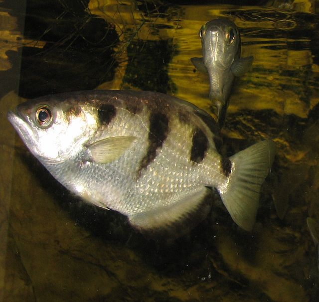 archerfish