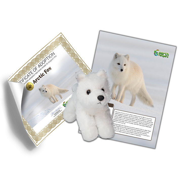 Arctic Fox