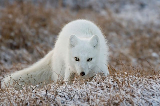 arctic fox alaska
