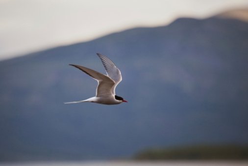 arctic tern flying