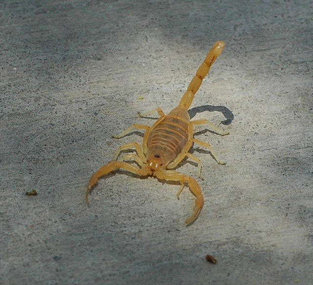 arizona_bark_scorpion_brian_basgen_orange arizona, bark scorpion