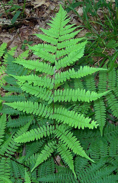 Northern Lady Fern