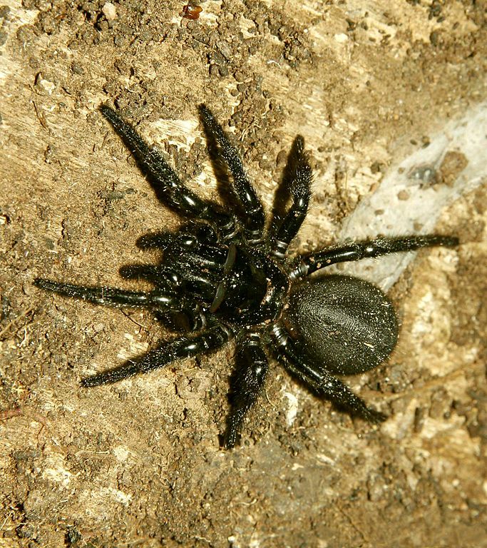 Sydney Funnel Web Spider Sydney Funnel Web Spider, Atrax robustus