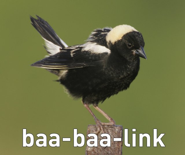 baabaalink