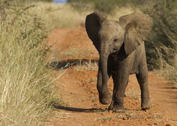 Top Ten Cutest African Animal Babies
