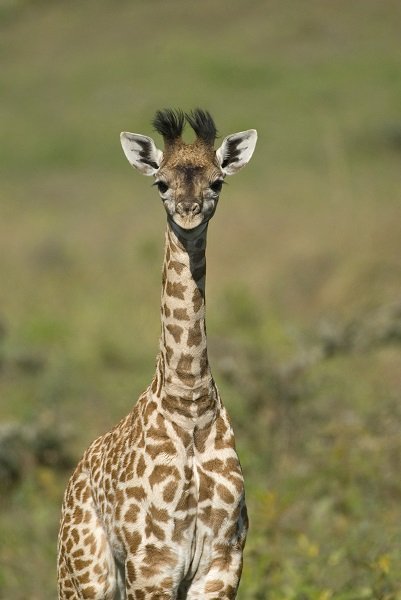 baby giraffe