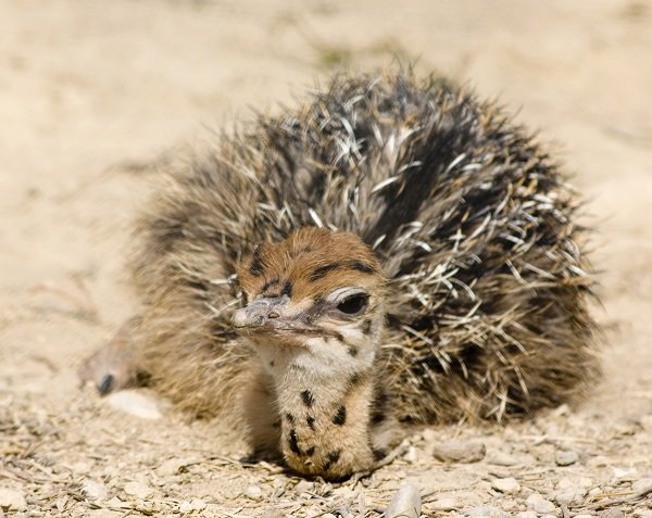 baby ostrish