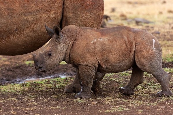 baby rhino 