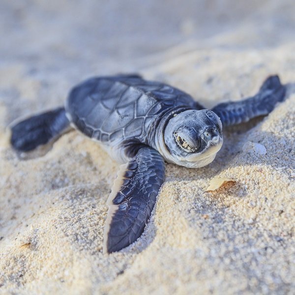 baby seaturtle
