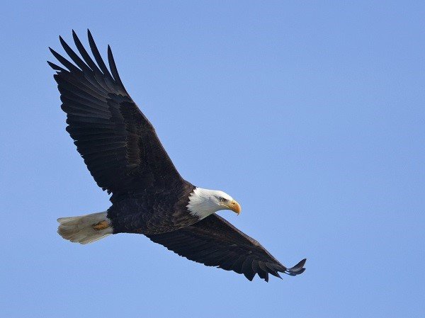 Bald eagle in flight 