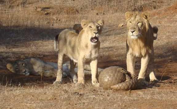 ball_pangolin_lions_sandip_kumar pangolin ball