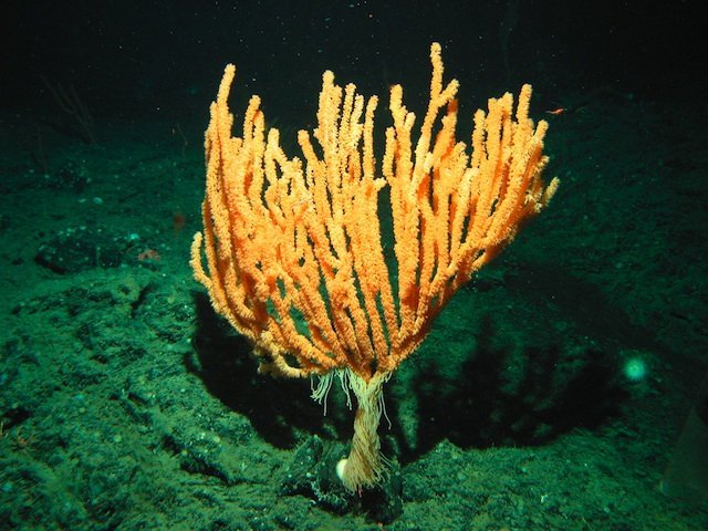 bamboo coral