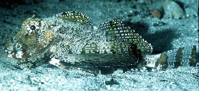 bandtail sea robin