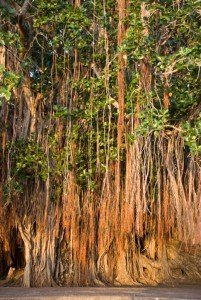 Banyan Tree, Ficus benghalensis
